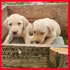Chiots Labrador - Photo 4