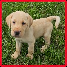 Chiots Labrador - Photo 5