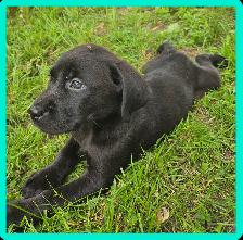 Chiots Labrador - Photo 6