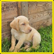 Chiots Labrador - Photo 7