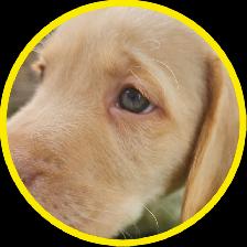 Chiots Labrador - Photo 8