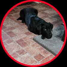 Chiots Labrador - Photo 9