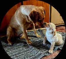 Chiots Labrador - Photo 10
