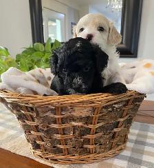 Gorgeous Maltipoo
