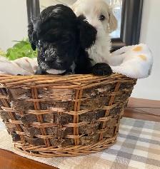 Gorgeous Maltipoo - Photo 2