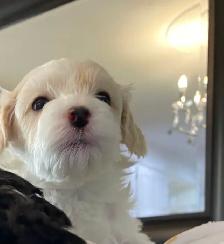 Gorgeous Maltipoo - Photo 3