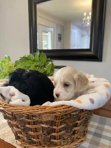 Gorgeous Maltipoo - Photo 4