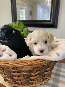 Gorgeous Maltipoo - Photo 5