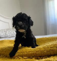Gorgeous Maltipoo - Photo 6
