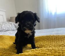 Gorgeous Maltipoo - Photo 7
