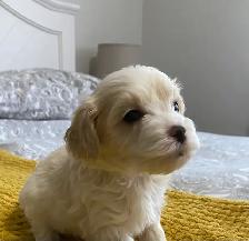 Gorgeous Maltipoo - Photo 8