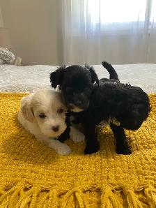 Gorgeous Maltipoo - Photo 9