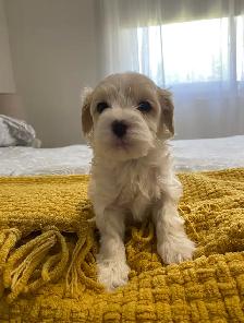 Gorgeous Maltipoo - Photo 10