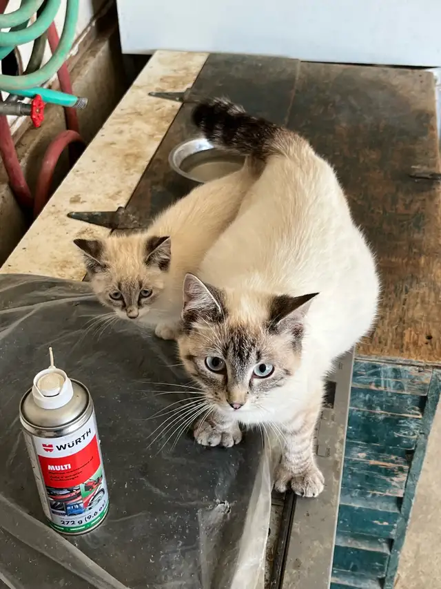 Manx/simease kits