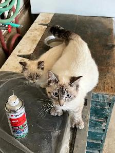 Manx/simease kits