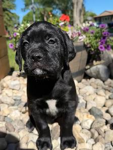 mastiff puppies - Photo 5