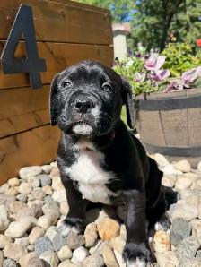 mastiff puppies - Photo 8