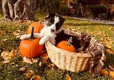 Dog Grooming  Home Based Affordable-ACCEPTING NEW CLIENTS