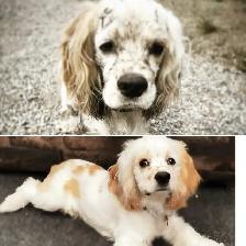 Dog Grooming  Home Based Affordable-ACCEPTING NEW CLIENTS - Photo 2