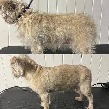 Dog Grooming  Home Based Affordable-ACCEPTING NEW CLIENTS - Photo 3