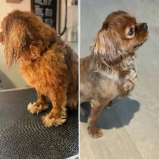 Dog Grooming  Home Based Affordable-ACCEPTING NEW CLIENTS - Photo 5