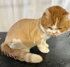 Dog Grooming  Home Based Affordable-ACCEPTING NEW CLIENTS - Photo 7
