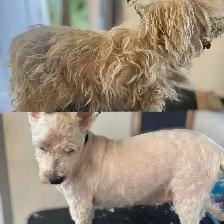 Dog Grooming  Home Based Affordable-ACCEPTING NEW CLIENTS - Photo 8
