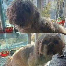 Dog Grooming  Home Based Affordable-ACCEPTING NEW CLIENTS - Photo 9