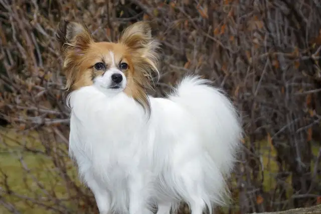 Pure-bred Papillion female