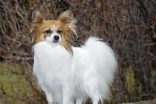 Pure-bred Papillion female