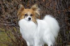 Pure-bred Papillion female - Photo 2