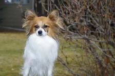 Pure-bred Papillion female - Photo 3