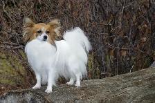 Pure-bred Papillion female - Photo 4