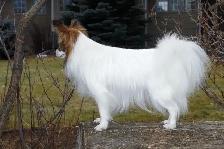 Pure-bred Papillion female - Photo 5