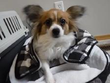 Pure-bred Papillion female - Photo 6