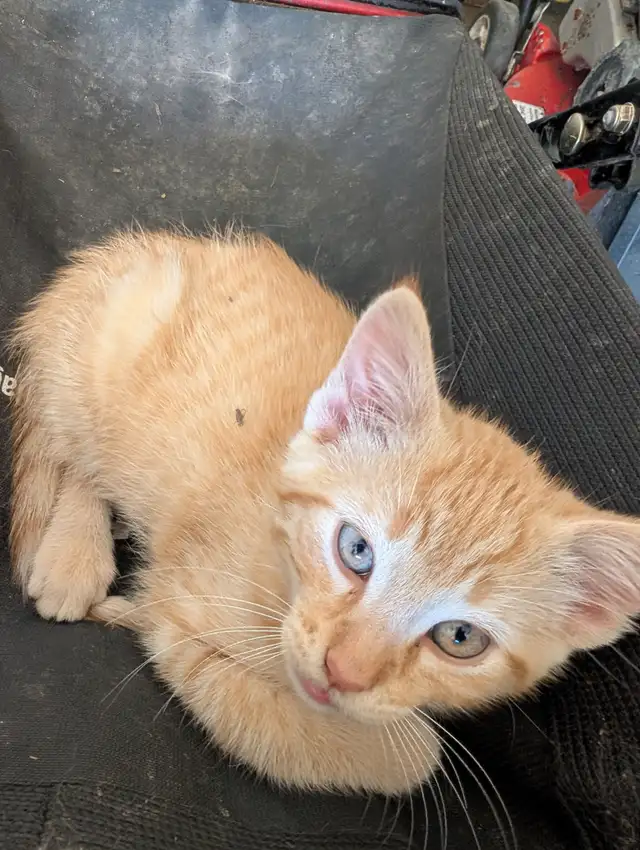 Kitten to rehome