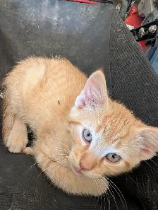 Kitten to rehome
