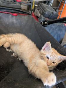 Kitten to rehome - Photo 2