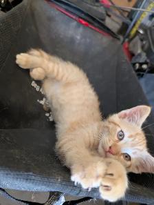 Kitten to rehome - Photo 3