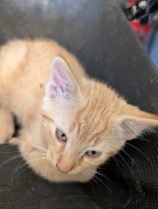 Kitten to rehome - Photo 4