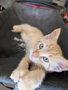 Kitten to rehome - Photo 5