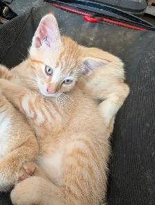 Kitten to rehome - Photo 6