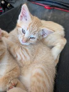Kitten to rehome - Photo 7