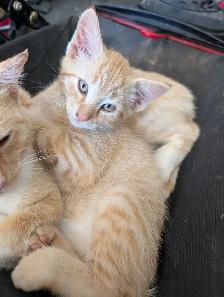 Kitten to rehome - Photo 8