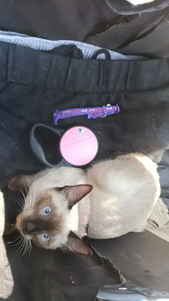 LAST FEMALE SIAMESE