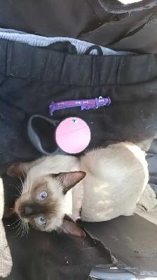 LAST FEMALE SIAMESE