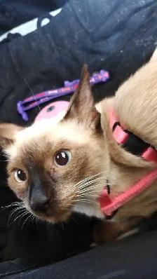 LAST FEMALE SIAMESE - Photo 2
