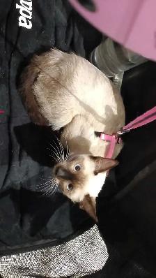 LAST FEMALE SIAMESE - Photo 3