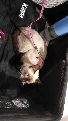 LAST FEMALE SIAMESE - Photo 4