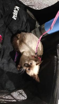 LAST FEMALE SIAMESE - Photo 5